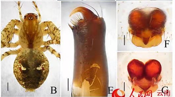 Five new spider species found in Yunnan