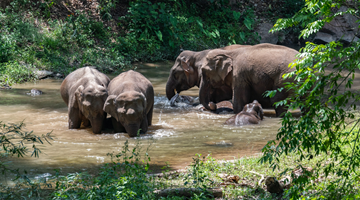 Wild Asian elephants appear in Yunnan nature reserve