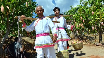 Mangoes pay off for ex-miners in Huaping, NW Yunnan