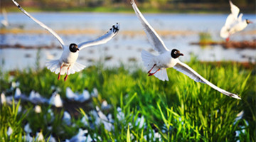 China to complete monitoring network for biodiversity conservation