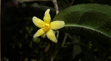 New, endangered camellia species discovered in Wenshan