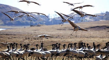 Black-necked cranes leave Dashanbao nature reserve