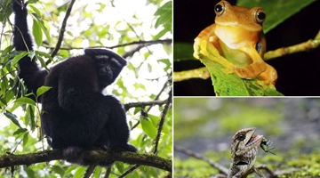 Exploring China's biodiversity hotspot Mt. Gaoligong