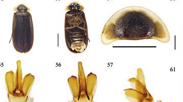 New glowworm species found in Yunnan