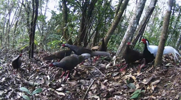 Silver pheasants first captured in Dawei mountain