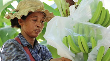 China boosts banana growing in Lancang-Mekong region