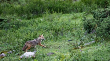 Researcher Xu discovers golden jackal in Tibet