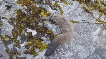 Rare woolly flying squirrels discovered in Yunnan, Tibet