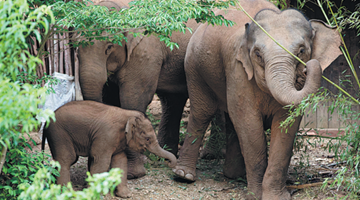 Kunming braces for march of wild elephants