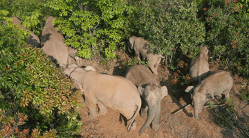 Elephant herd shuns downtown Kunming