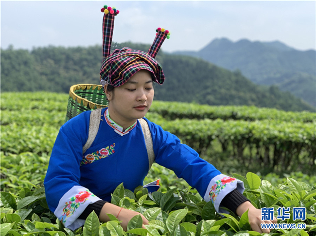 4月26日,茶农正在采茶.(新华网 李昀瞔 摄)