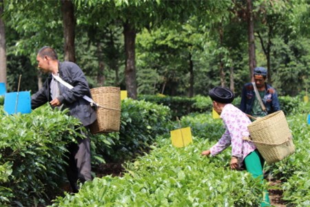 一季度云南全省农业增加值同比增4.3%