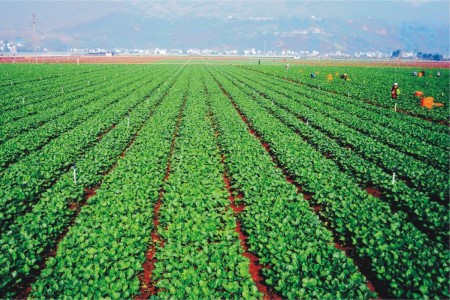 航天科技助力云南高原特色农业发展