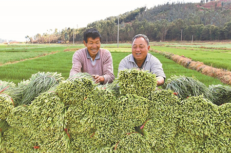 在希望的田野上
