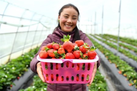历史的决战 伟大的创举——“世界屋脊”上的反贫困奇迹