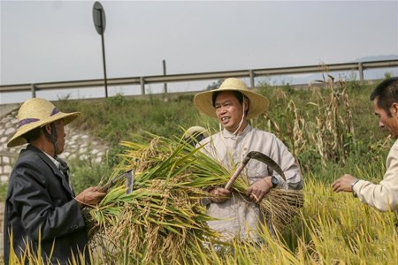 科技扶贫创造的产业神话——记中国工程院院士、云南农业大学名誉校长朱有勇
