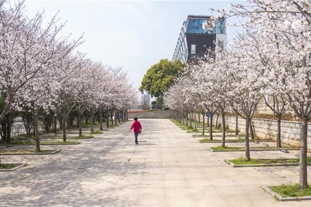 春分过后的武汉:生活在“重启” 城市在复苏