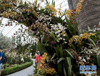 新加坡将举办“兰花盛会”花艺展
