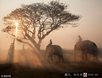 泰国大象晨间踏尘而行如涉仙境 