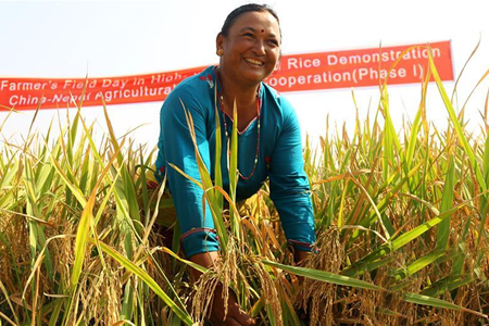 中国杂交水稻让尼泊尔农民尝到了甜头