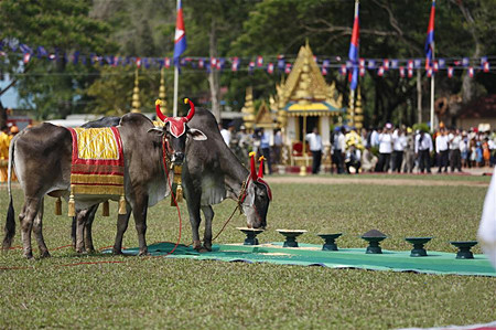 柬埔寨庆祝传统御耕节