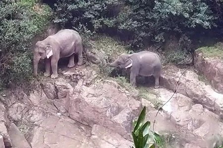 泰国发生11头野生大象坠落悬崖死亡事件