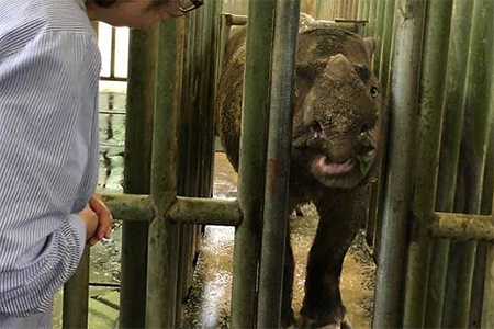 马来西亚最后一只苏门答腊犀牛去世