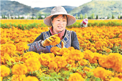  祥云万寿菊丰收