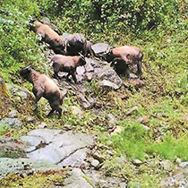 高黎贡山泸水境内首次拍到高黎贡羚牛影像