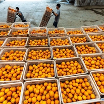 China's agriculture sector sees rapid growth over past 70 years