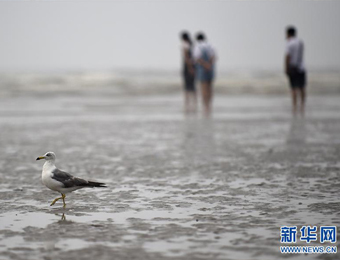美丽海岛引游人