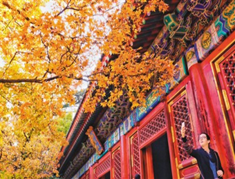 北京香山红叶引游人