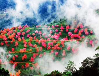 云南无量山 樱花迷人眼