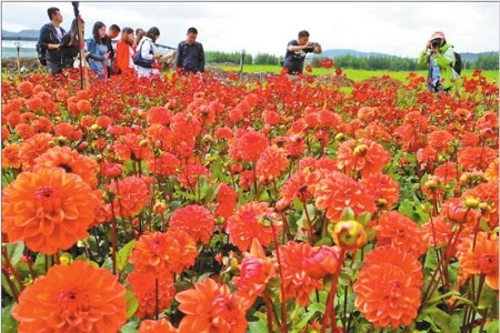 捞渔河湿地公园大丽花海来袭
