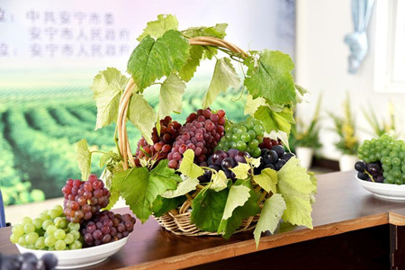 昆明安宁葡萄文化旅游节8月5日启动
