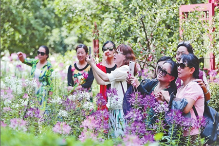 昆明：黑龙潭公园醉蝶花开引客来