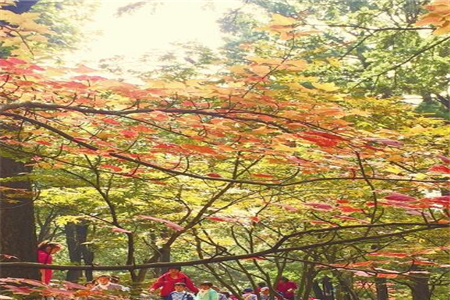 秋天到了！昆明黑龙潭枫叶红了 郊野大观花开了