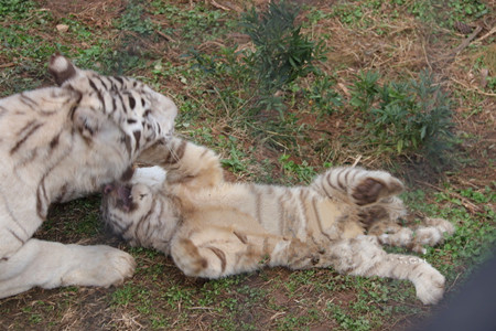 云南野生动物园白虎“六胞胎”将于1月16日与公众见面