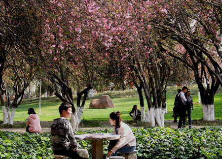 云南大学海棠盛放 书香花香竞芬芳