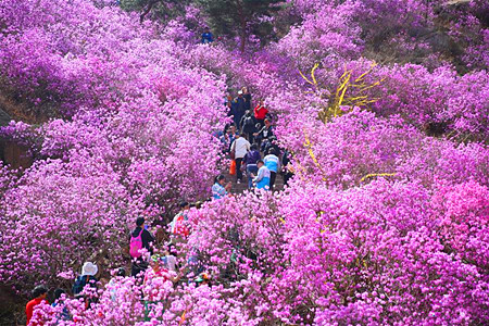 野生杜鹃花开青岛