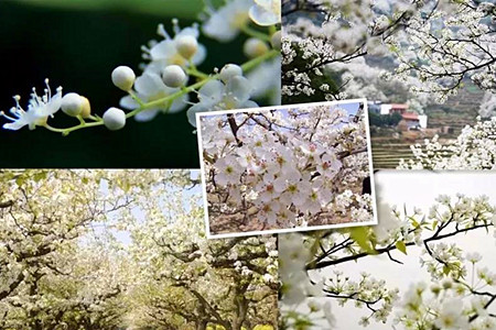 佳节清明桃李笑 踏青赏花揽春色