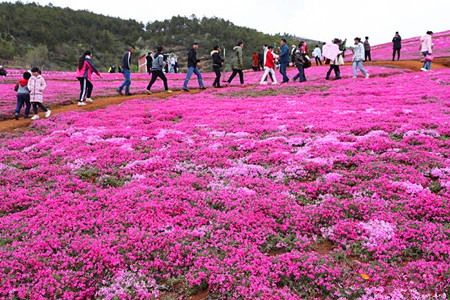 云南昭通：诗意花海入画来
