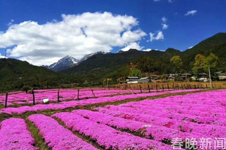 邂逅诗意花海 玉龙雪山脚下开满绯红芝樱花