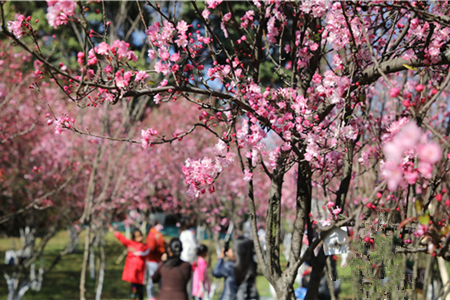 昆明动物园“圆通樱潮”将于3月中旬迎来两花齐放的盛景
