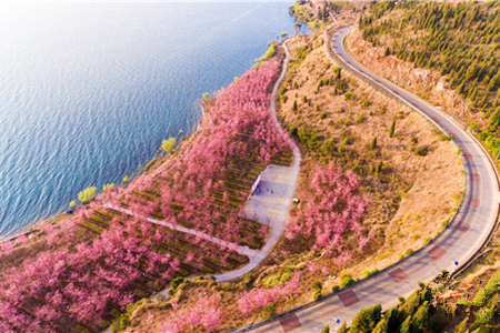 2.5公里樱花海岸线！第三届云南抚仙湖樱花节30日开幕