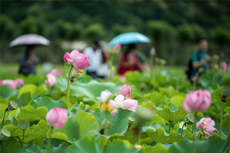 云南普者黑：徜徉花海间 