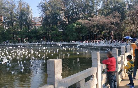 昆明鸟类专家提醒市民:近期不提倡民众投喂海鸥