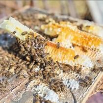 云南丽江大学生卖野生蜂蜜走出创业路