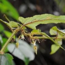 云南大学老师发现拟木莓和盈江悬钩子两个植物新物种