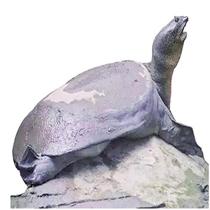 云南红河流域发现斑鳖踪迹